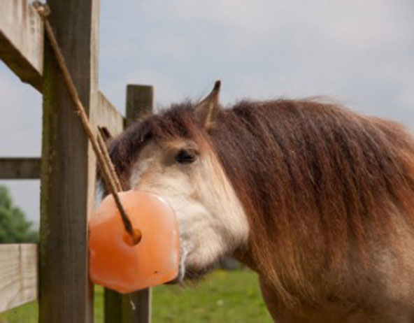 Himalayan Salt Lick for horse, deer and other animals